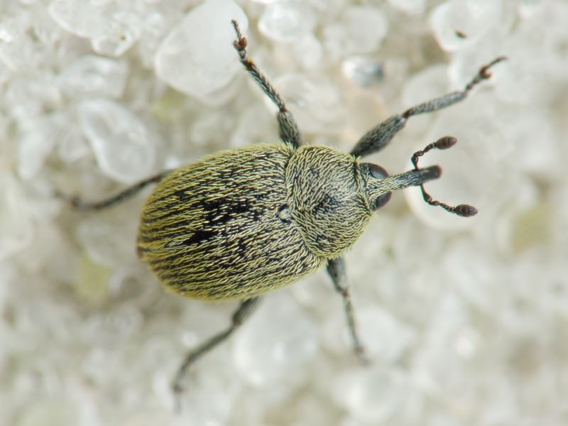 Rhinusa neta (Germar, 1821)